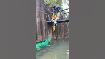 Lego Crocodiles and a Real Alligator #shortswithcamilla #lego #shorts #alligator #crocodile