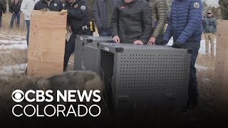 Colorado Parks and Wildlife confirm formation of three new wolf packs