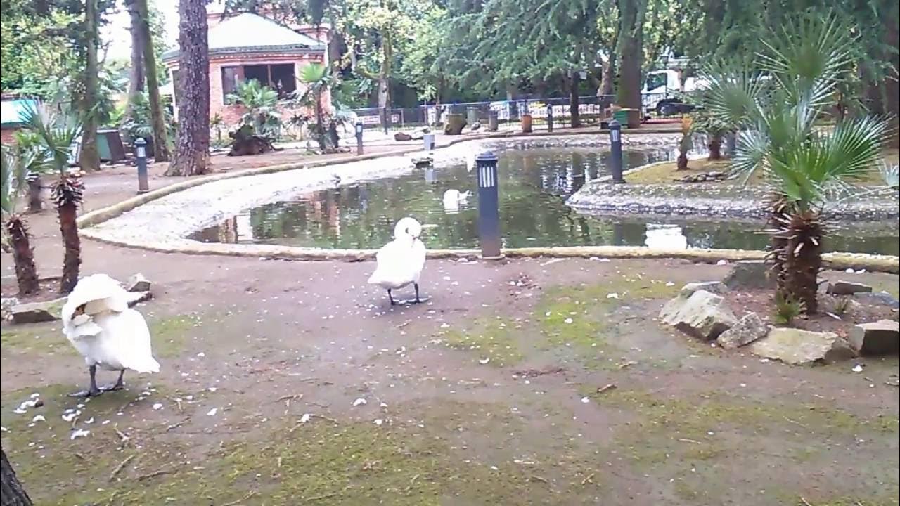 Батуми бульвар фонтан