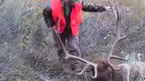 Leah Harvests Her First Bull Elk with Offgrid Outd...