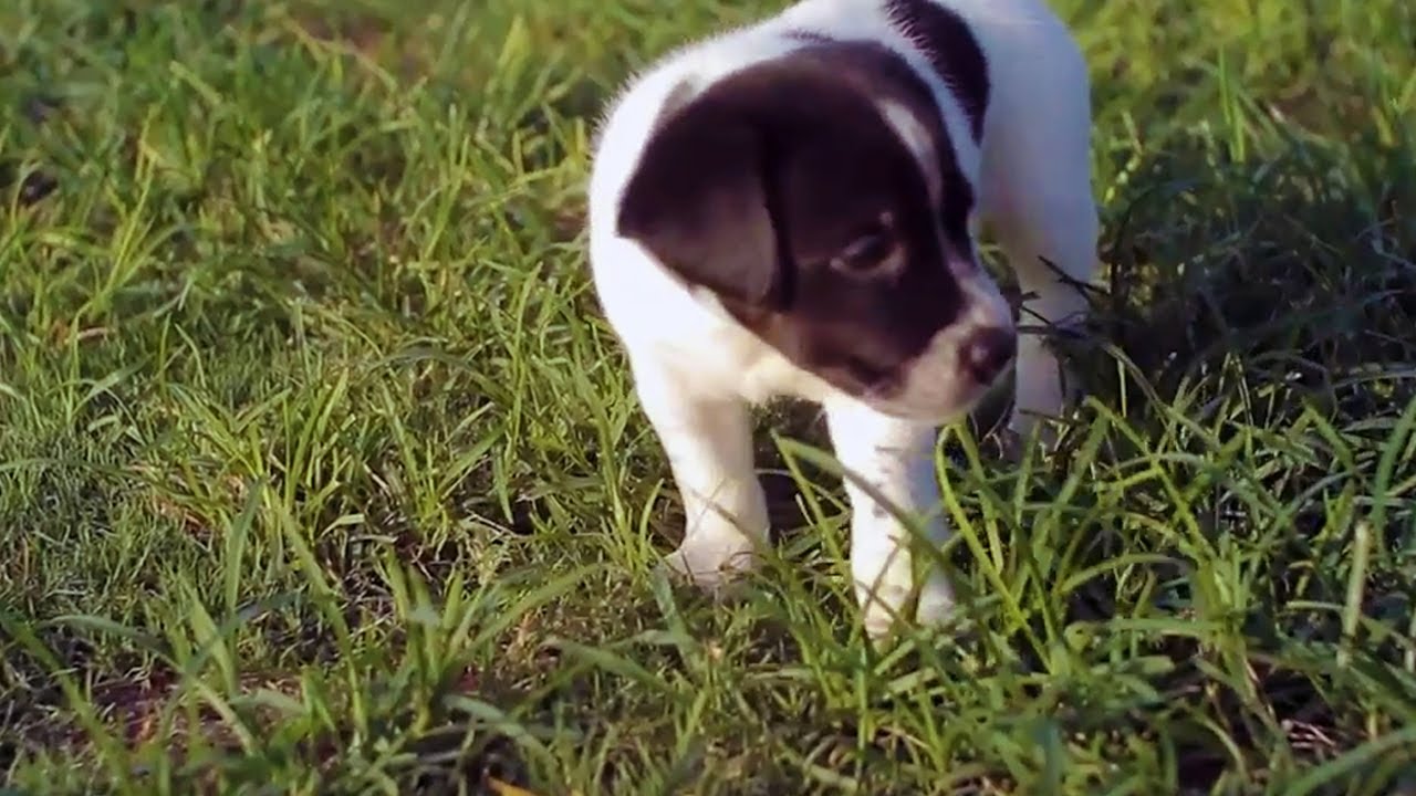 puppy paradise Baby Boxer Lab Shares His Toys | The Daily Puppy