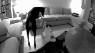 Doberman Vs Jack Russell Fight