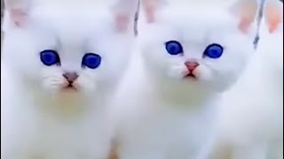 So funny and so beautiful fulffy Persian kitty kittens  |All beautiful persian kittens and funny |