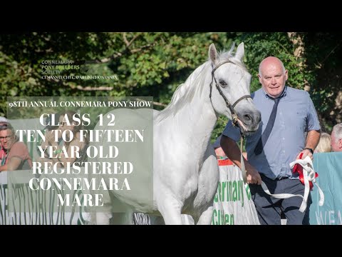 Class Twelve Ten to Fifteen Year Old Connemara Mare | 98th Annual Connemara Pony Show