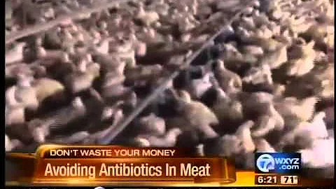 Antibiotics in meat