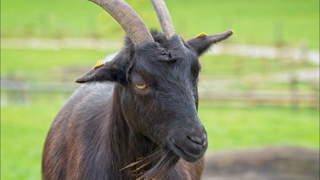 how to make a goat's voice what is the goat's soundsound goat sound