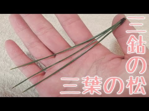 蓬庵の三鈷の松 三葉の松 御利益はあるのか Youtube 蓬庵の三鈷の松 三葉の松 御利益はあるのか Youtube