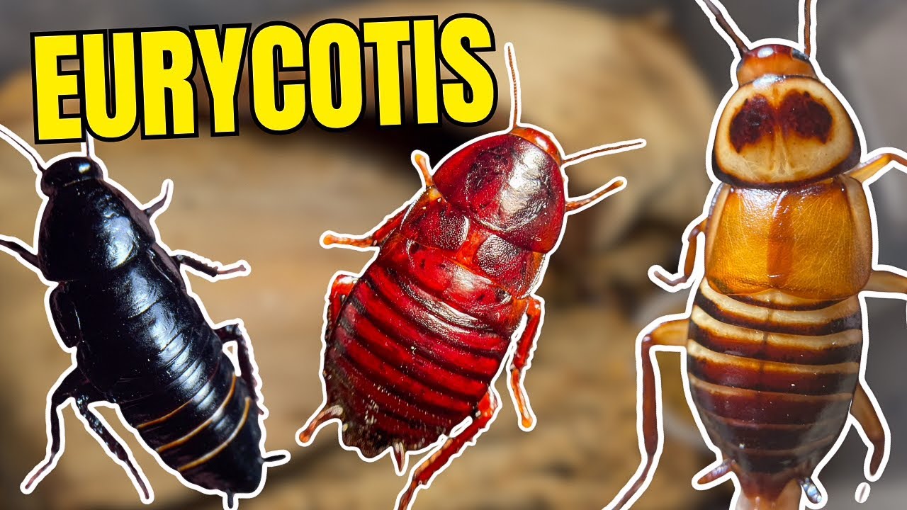 A Look Into Some of the MOST Colorful Roaches EVER | Eurycotis Showcase