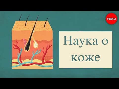 Наука о коже - Emma Bryce (TED-Ed на русском)