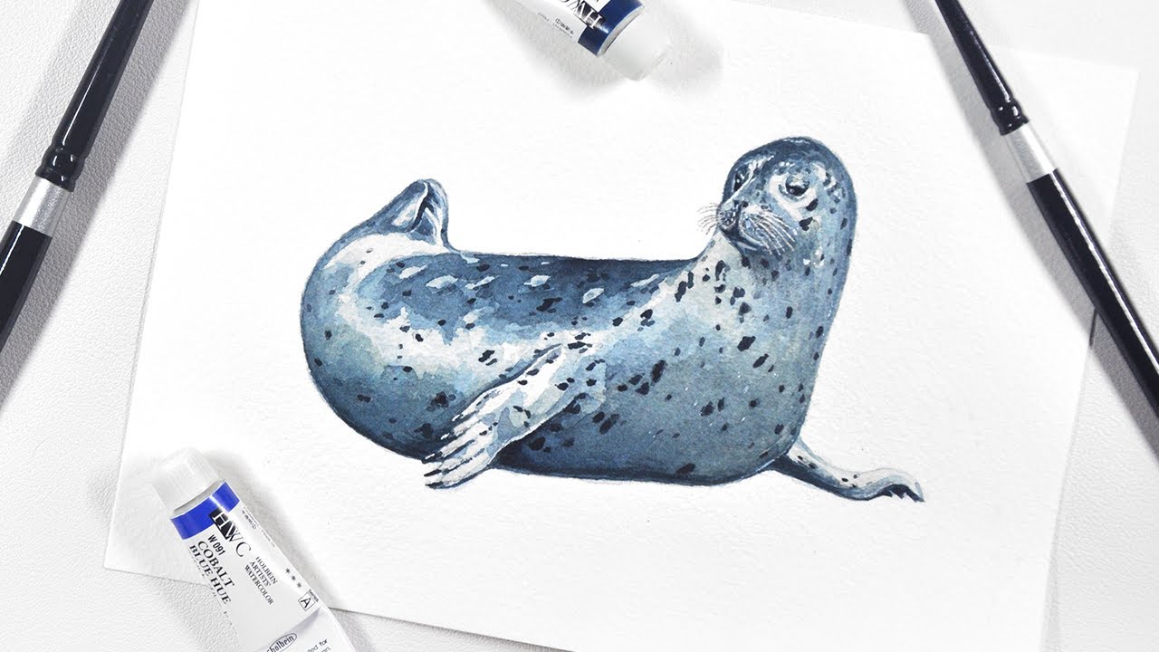 Seal Watercolor Painting Process YouTube Seal Watercolor Painting Process YouTube
