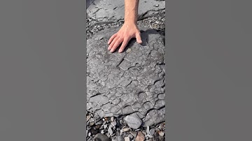 Inside this Jurassic rock, something golden was hiding! 🪨 The quality of the specimen was surreal😱