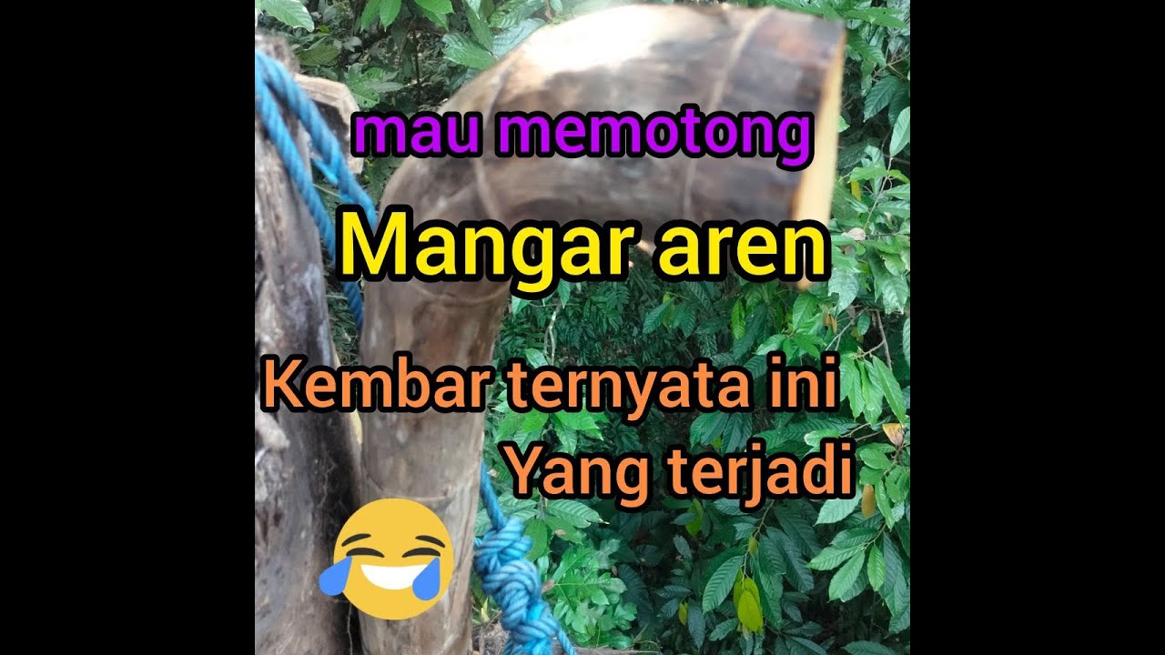 proses pemotongan mangar aren kembar ternyata ini yg terjadi😭😭😭