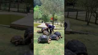 Giant Tortoises at Full Speed #08