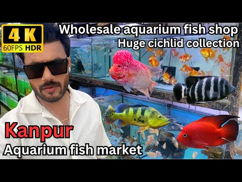 Aquarium fish market