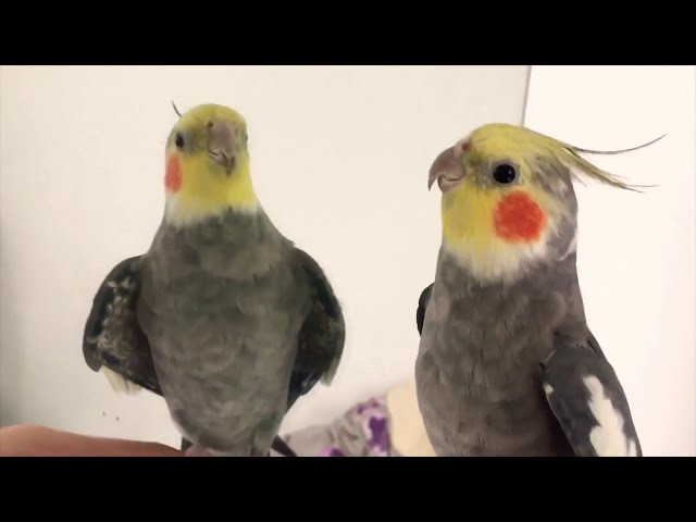 Happy Cockatiel singing and playing compilation #01 / Calopsitte joyeuses qui jouent et chantent class=