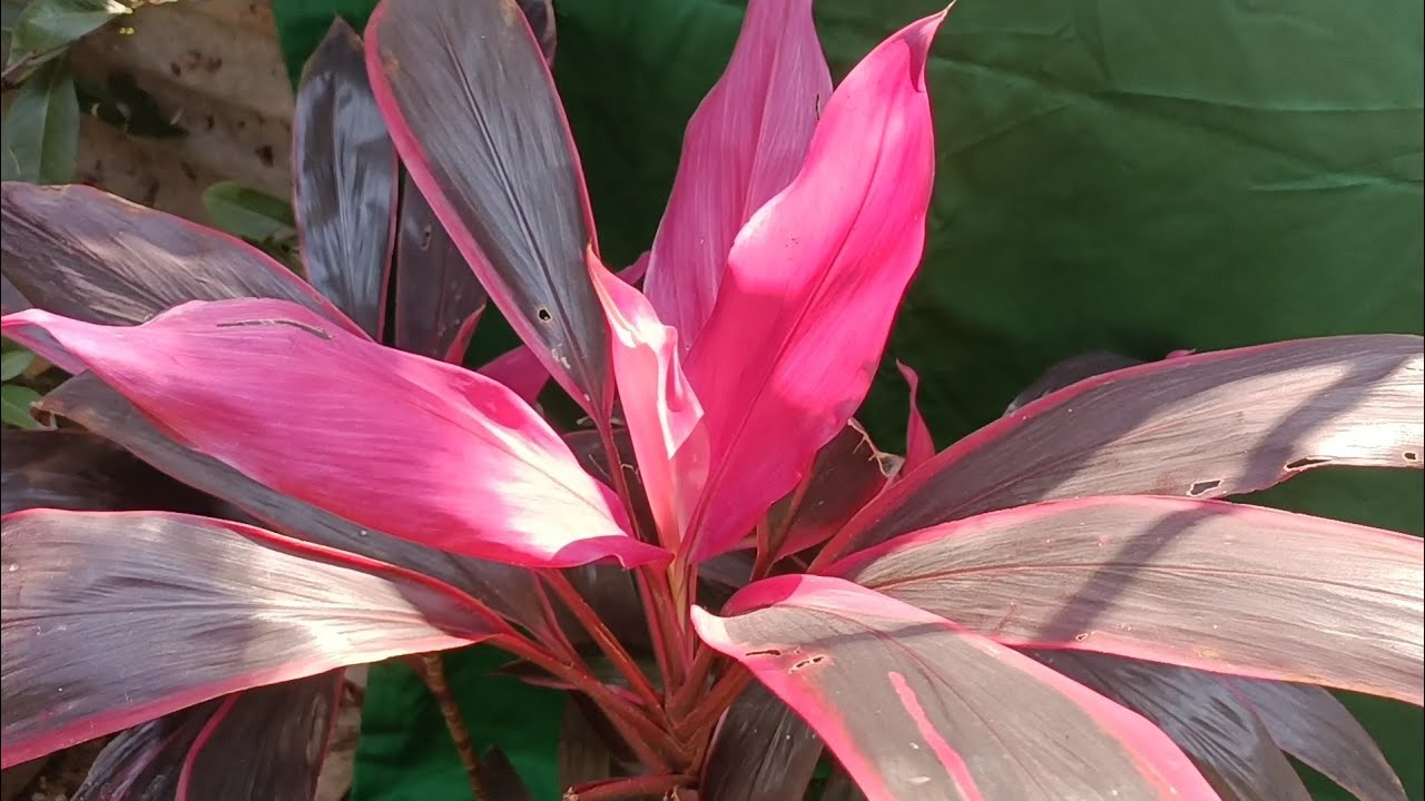 How to grow and care Dracaena plant/propagation/ fertilizer. 