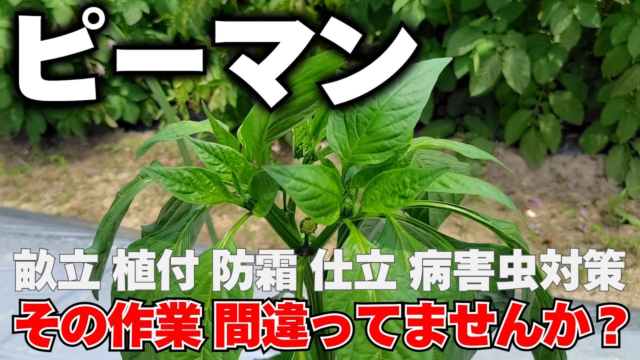 ピーマン栽培の真実!なぜあなたのピーマンは途中で枯れるのか?科学で解き明かす収穫爆増の全工程