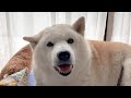 一生懸命大好きを伝えてくれるめっちゃ可愛い柴犬