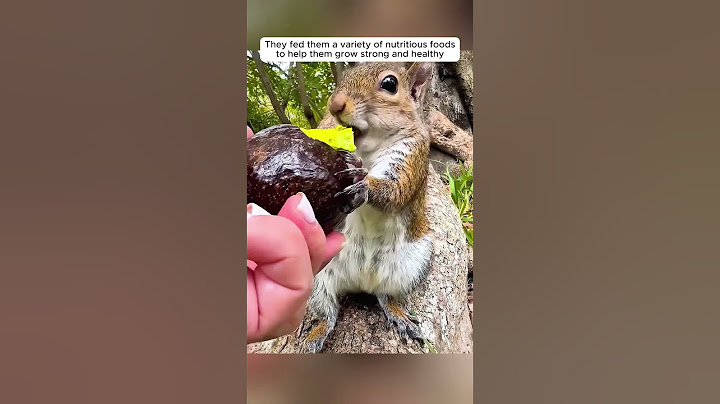 This kind couple found helpless baby squirrels and adopted them