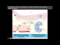 T cell Immunity: dendritic cells and naive t cells