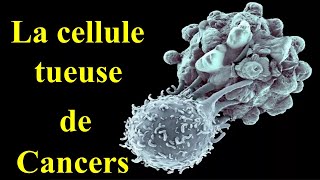 Une Cellule T Pour Un Traitement Révolutionnaire Contre Tous Les Types De Cancers