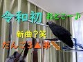 令和初!!おとこ~健在♪ そして新曲⁉⁉ ヨウムのるいちゃん