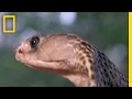 Cobra and Monitor Lizard Interactions