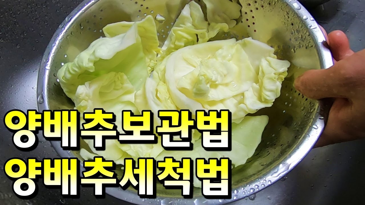 양배추 색깔 변하지 않게 보관하고 깨끗이 세척해서 드세요 How to Keep and Wash Cabbage YouTube