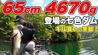 七色ダムで65センチの10lbオーバー！ギル食い攻略のルアーとは？