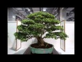 Bonsai Exhibition 2013 in Taipei Part 4 第十八回全國盆栽展