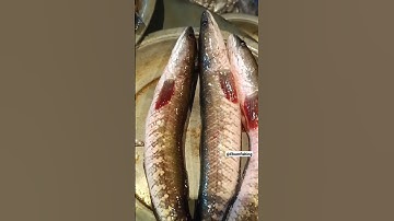 Amazing River Snake Head Fish. fish for cats to watch . #shorts #fishing