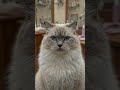 Himalayan Cat Gets Silky Face-Framing Trim