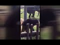 Baby elephant Joy makes adorable 'escape' at Houston Zoo