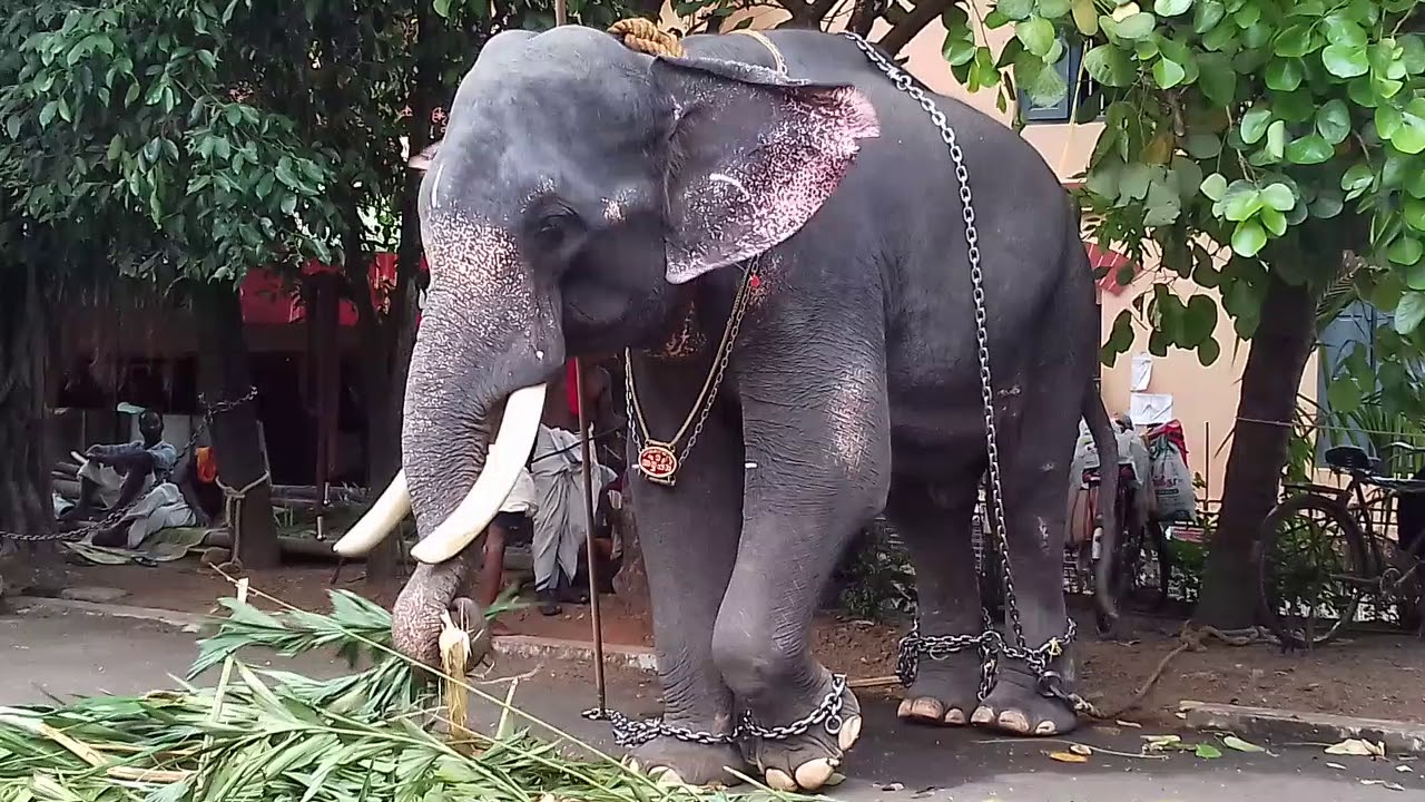 THRISSUR POORAM 2018 /PARAMEKAVU AYYAPPAN THRISSUR POORAM 2018 /PARAMEKAVU AYYAPPAN