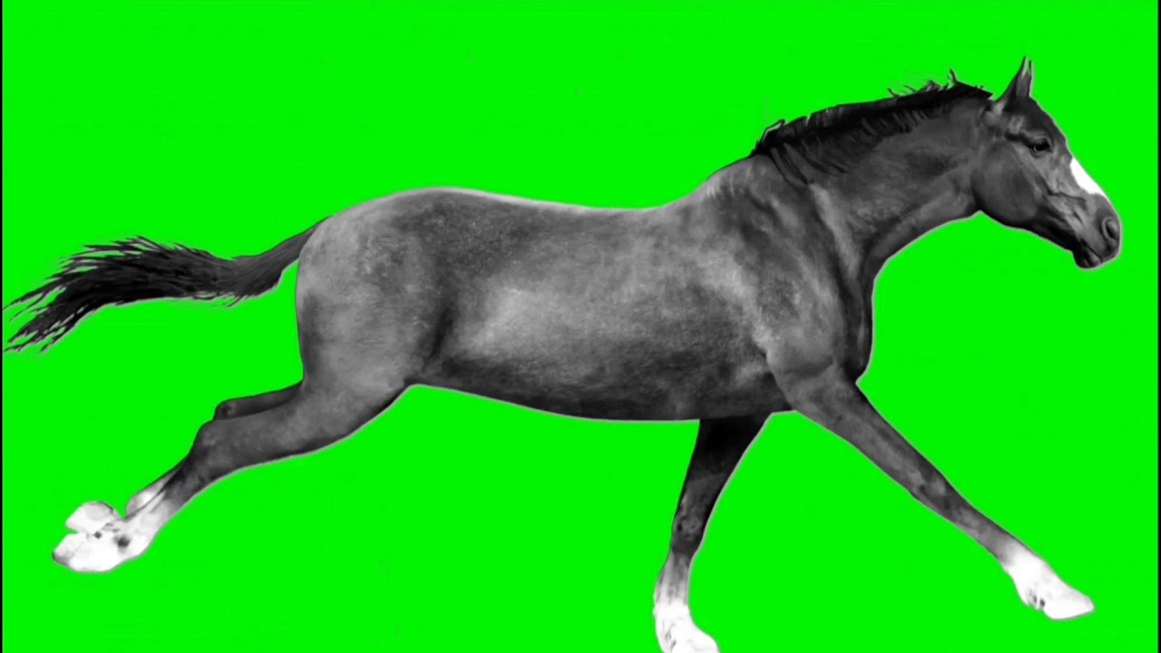 black horse running green screen effects, काला घोड़ा दौड़ता हुआ