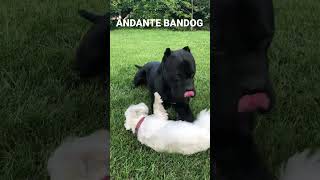 Andante Bandog “Dago Andante” bred by Andante Bandog Kennels - SK🇸🇰 #andantebandog