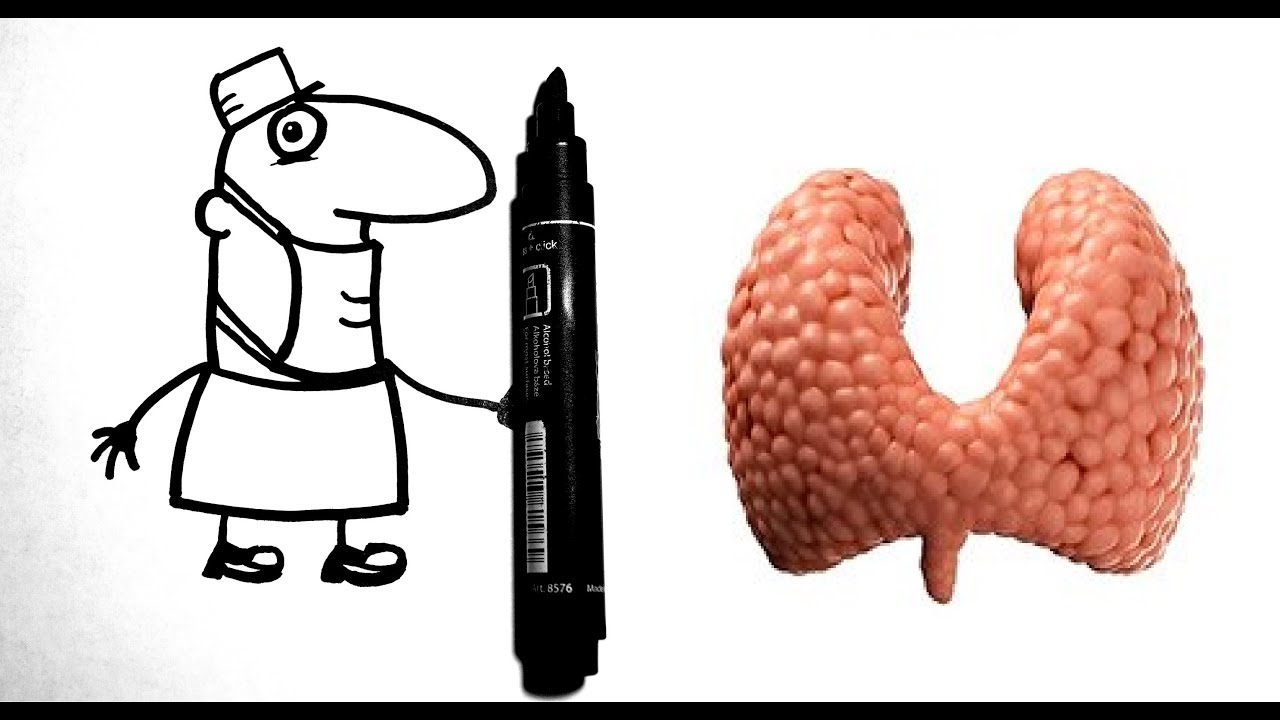 Щитовидная железа: образование тиреоидных гормонов. Часть 1