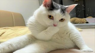 Funny animals - Funny cats / dogs - Funny animal videos 260