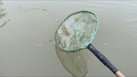 Con rươi , thời điểm bắt và nguồn gốc sinh sản