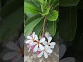 #foryou #flowers #music #trending #viral #views #gardening #❤️
