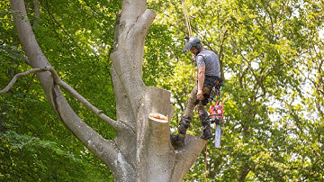 Beech Takedown with Crane Feat. Giant Tree Services