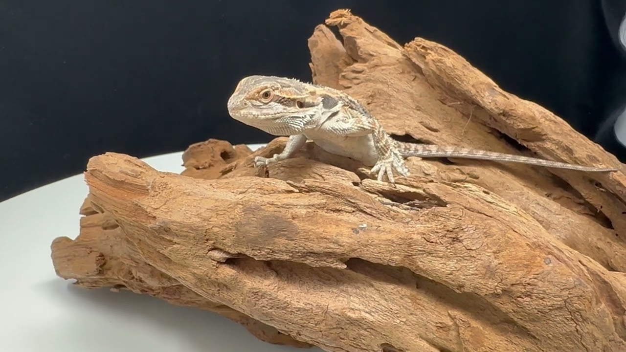 Hybrid QUAD-HET Dragon LOADED (66% Het Zero/66% Het Witblits/66% Het Trans/66% Het Hypo) FQHR C2 4