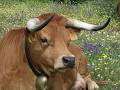 Portuguese Cows Arouquesa Cattle Grazing