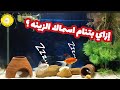 إزاي بتنام اسماك الزينه