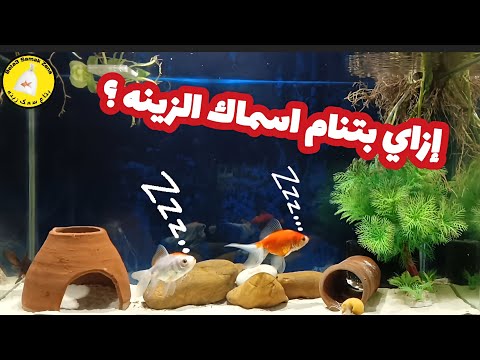 إزاي بتنام اسماك الزينه