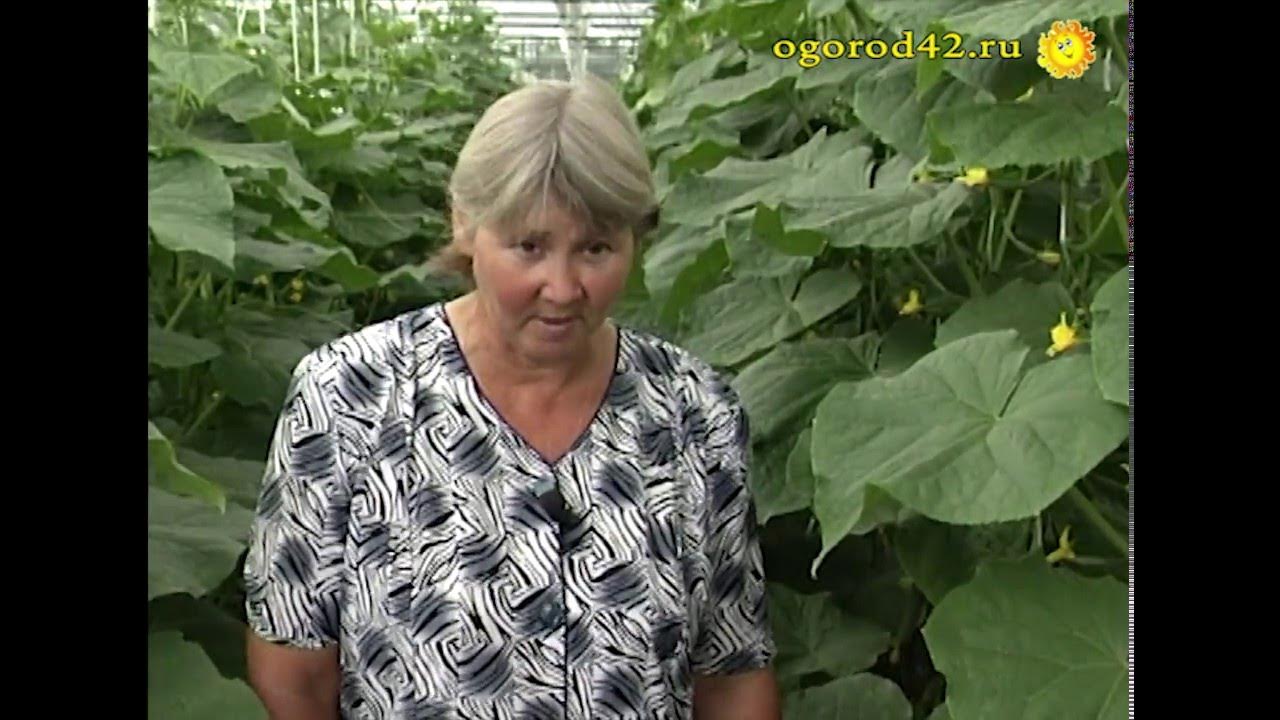Советы агронома по выращиванию огурцов в теплице. Советы агронома по выращиванию огурцов. Советы агронома. Советы от агрономов на ютуб. Советы агронома по выращиванию огурцов.