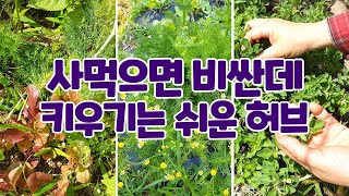 How to mix herbs  Let's grow expensive herbs easily!