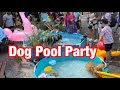 Dog Vlog: Вечеринка в бассейне для собак // Dog Pool Party // Вечеринка для собак в Москве в Депо