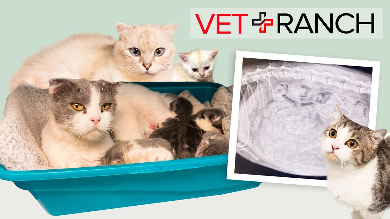 Vet Ranch: Cutest Cats Ever! - YouTube