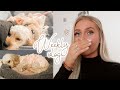 my puppy had surgery 😣 + home bargains & b&m haul // weekly vlog